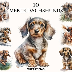 Merle dachshund clipart, Cute puppy dachshund clipart bundle, Pet clipart, Watercolor dog clipart, Scrapbooking, Junk Journal, Card making