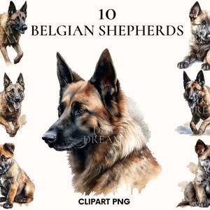 Belgian Shepherd clipart, Puppy belgian shepherd clipart bundle, Pet clipart, Watercolor dog clipart, Shepherd png, Scrapbook, Junk Journal