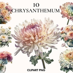 Aquarell Chrysantheme Clipart, Blumen Clipart, Hochzeit Clipart, Blumen Clipart, botanischer Druck, Scrapbook, kostenlose kommerzielle Nutzung
