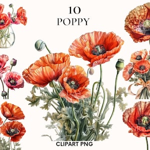 Clipart coquelicot aquarelle, clipart fleur, clipart mariage, clipart fleurs, impression botanique, png coquelicot, Scrapbook, utilisation commerciale gratuite