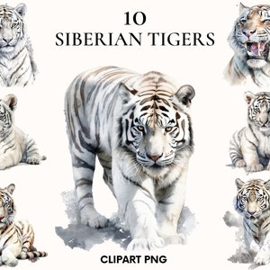 Watercolor white tiger clipart, Siberian tiger clipart bundle, Wild animal clipart, Baby tiger png, Paper craft, Junk Journal, Scrapbooking