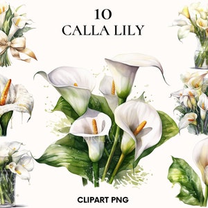 Clipart de lírio de calla, clipart de casamento, clipart de flores de primavera e verão, impressão botânica, lírio de calla png, flor PNG, álbum de recortes, confecção de cartões