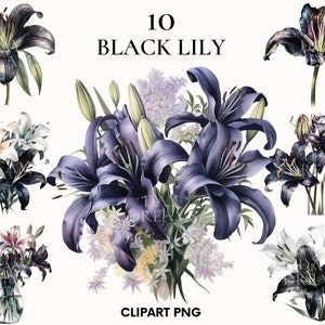 Black lily clipart, Flower clipart, Wedding clipart, Floral clipart, Botanical print, Watercolor lily, Printable PNG, Scrapbook
