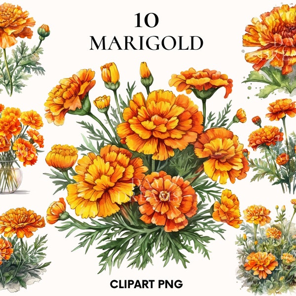 Watercolor marigold clipart, Flower clipart, Spring clipart, Orange flower png, Botanical print, Marigold png, Scrapbook, Card making