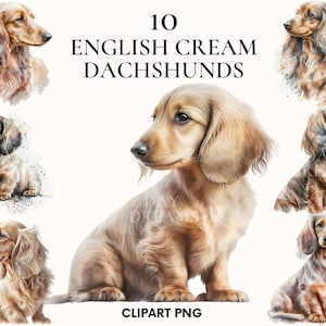 English cream dachshund clipart, Cute puppy dachshund clipart bundle, Pet clipart, Watercolor dog clipart, Scrapbooking, Junk Journal