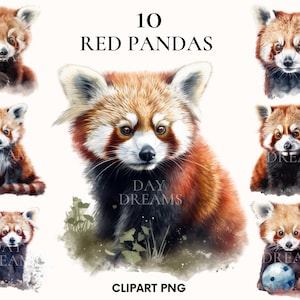 Clipart de panda vermelho em aquarela, pacote de clipart de panda vermelho fofo, clipart de animais selvagens, panda bebê png, artesanato em papel, diário indesejado, álbum de recortes
