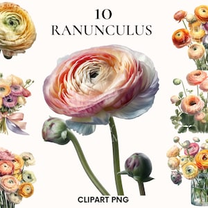 Watercolor ranunculus clipart, Flower clipart, Wedding clipart, Flowers clipart, Botanical clipart, Ranunculus png, Scrapbook, Junk journal