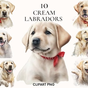 Cream labrador clipart, Cute puppy labrador clipart bundle, Pet clipart, Watercolor labrador dog clipart, Scrapbooking, Junk Journal