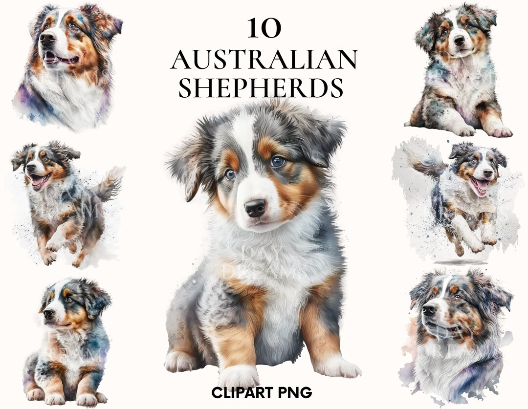 Watercolor Australian Shepherd Clipart, Australian Dog Clipart Bundle ...