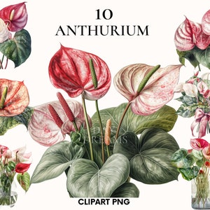 Aquarell Anthurium Clipart, Blumen Clipart, Hochzeit Clipart, Blumen Clipart, botanische Clipart, Anthurium png, Scrapbook, Junk Journal