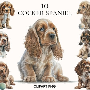 Cocker spaniel clipart, Puppy cocker spaniel clipart bundle, Pet clipart, Watercolor cocker spaniel dog clipart, Cocker spaniel png,