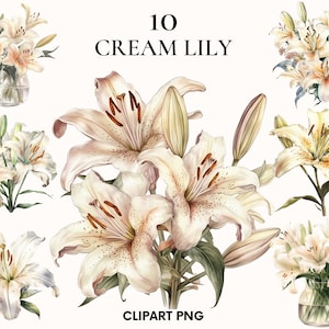 Clipart de lírio creme, clipart de flor, clipart de casamento, clipart floral, impressão botânica, lírio aquarela, PNG para impressão, álbum de recortes