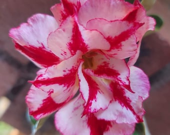 Desert rose seeds