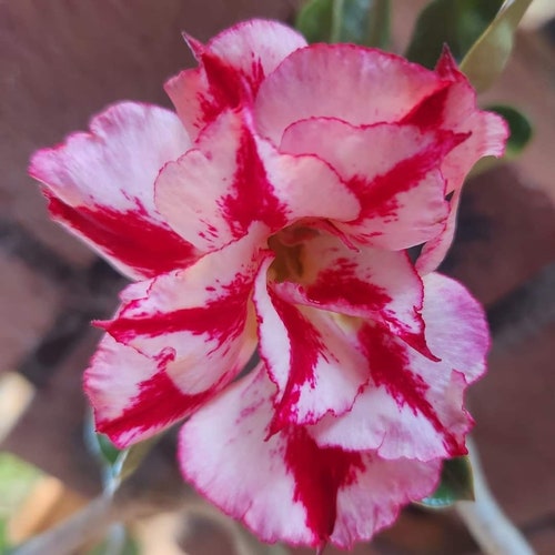 Multi-color Rose Seeds, Double Petal Rose, 50pcs/pack. 9514 - Etsy