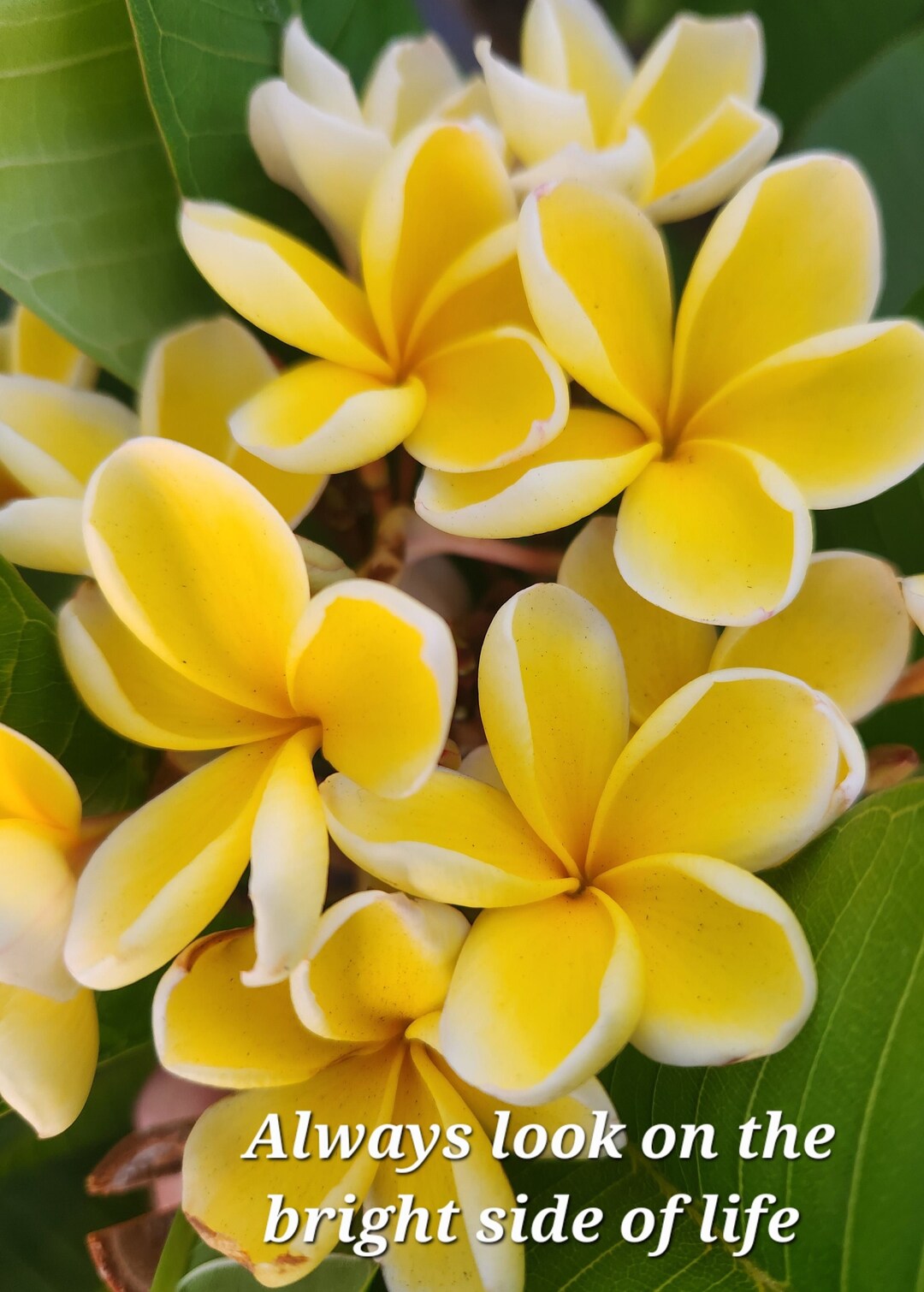 Frangipani Poster Quote Etsy