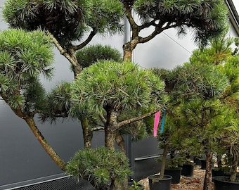 Décoration de maison de jardin, Pinus Sylvestris Bonsai, parfait pour le cadeau, espace de jardin, espace barbecue, idée pour cadeau de Noël, jardin et paysage