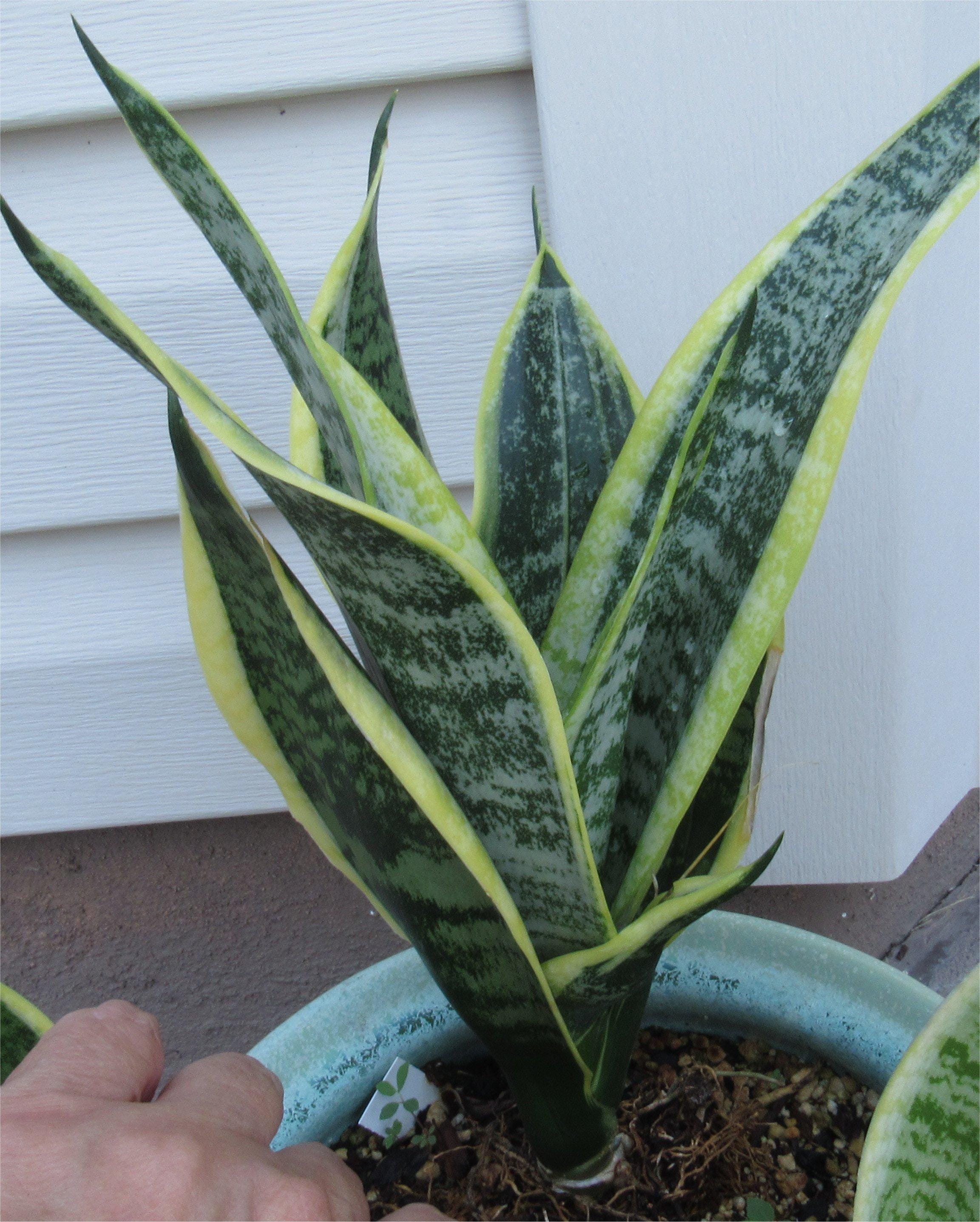 Planta de serpiente madura, Lengua de suegra, Planta de interior (no es una planta inicial), Variegada viva, Poca luz/Mínimo mantenimiento + Esqueje de Opuntia gratis
