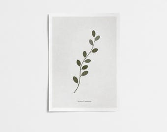 Lámina botánica de mirto - Arte mural minimalista verde salvia (descarga digital)