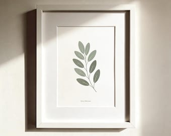 Lámina botánica de salvia: arte minimalista escandinavo con hierbas (descarga digital)