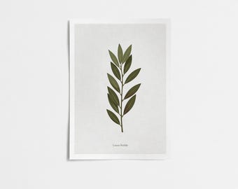 Impresión de rama de olivo - Laurus nobilis Botanical Art (Descarga digital)