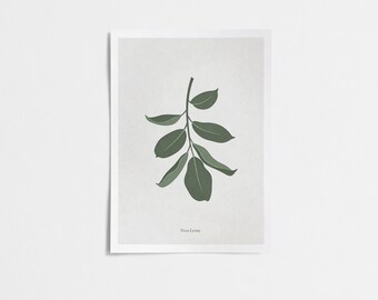 Impresión de Ficus Lyrata - Arte mural botánico verde salvia (descarga digital)