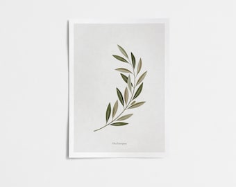 Lámina botánica de rama de olivo: arte mural mediterráneo neutro (descarga digital)