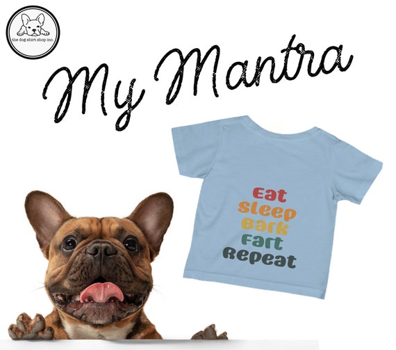 Why Is My Dog Eating My Clothes