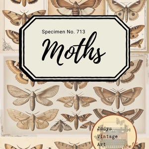 Könnte beinhalten: Vintage-Druck mit detaillierten Illustrationen verschiedener Mottenarten in Braun-, Beige- und Cremetönen. Das Kunstwerk enthält den Text "Specimen No. 713" und das Wort "Moths" in einer dekorativen Schriftart. Der Druck enthält auch den Text "Judys Vintage Art".