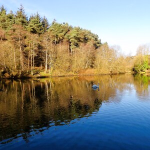 winter reflections