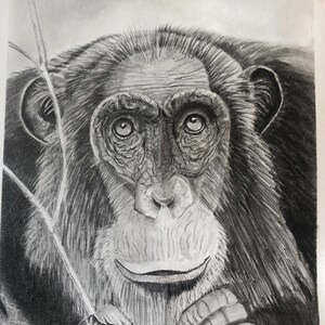Wildlife or Pet Portrait Commissions. Drawings/paintings. Realistic, or Impressionist for Birthday, Easter, Christmas holidays.