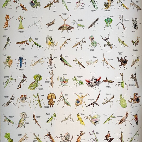 100 mantises poster