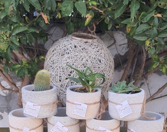 Concrete wedding favors, guest gift in concrete jars with succulent plant