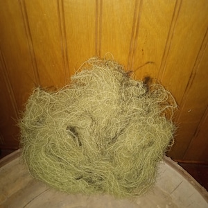 Alaska-Usnea (Altmannsbart)