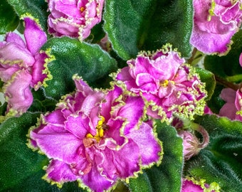 Apollo Pink African Violet | Rare African Violets, Pink Ruffled Flowers, Mini African Violets, 2" Starters, Variegated African Violets, LIVE