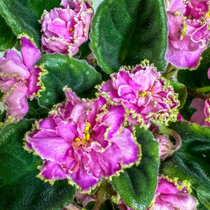 May include: A close-up of a pink African violet plant with ruffled petals and green leaves.
