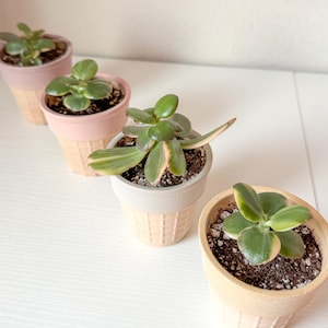 Pastel Ice Cream Cone Ceramic Planters: Set of 4 Succulent Pots with Drainage Hole