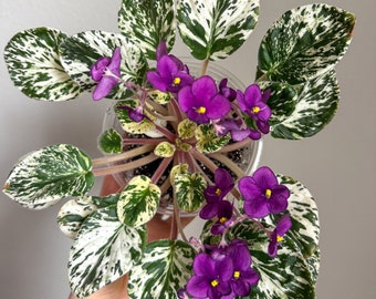 Variegated African Violet - "Happy Harold" | 2" Starters, Rare African Violets, Highly Variegated African Violet, Mini African Violets LIVE