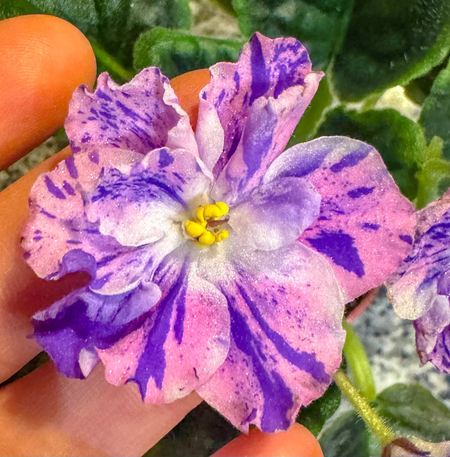 Playful Spectrum African Violet | Rare African Violets, Variegated