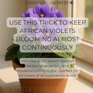 以下が含まれることがあります： 紫色の花が咲いた、鉢植えのアフリカスミレ。画像には「USE THIS TRICK TO KEEP AFRICAN VIOLETS BLOOMING ALMOST CONTINUOUSLY」というテキストが表示されています。画像には「Includes a DIY bloom booster recipe, dosage tips, and troubleshooting signs-perfect for AV lovers of all experience levels.」というテキストも表示されています。