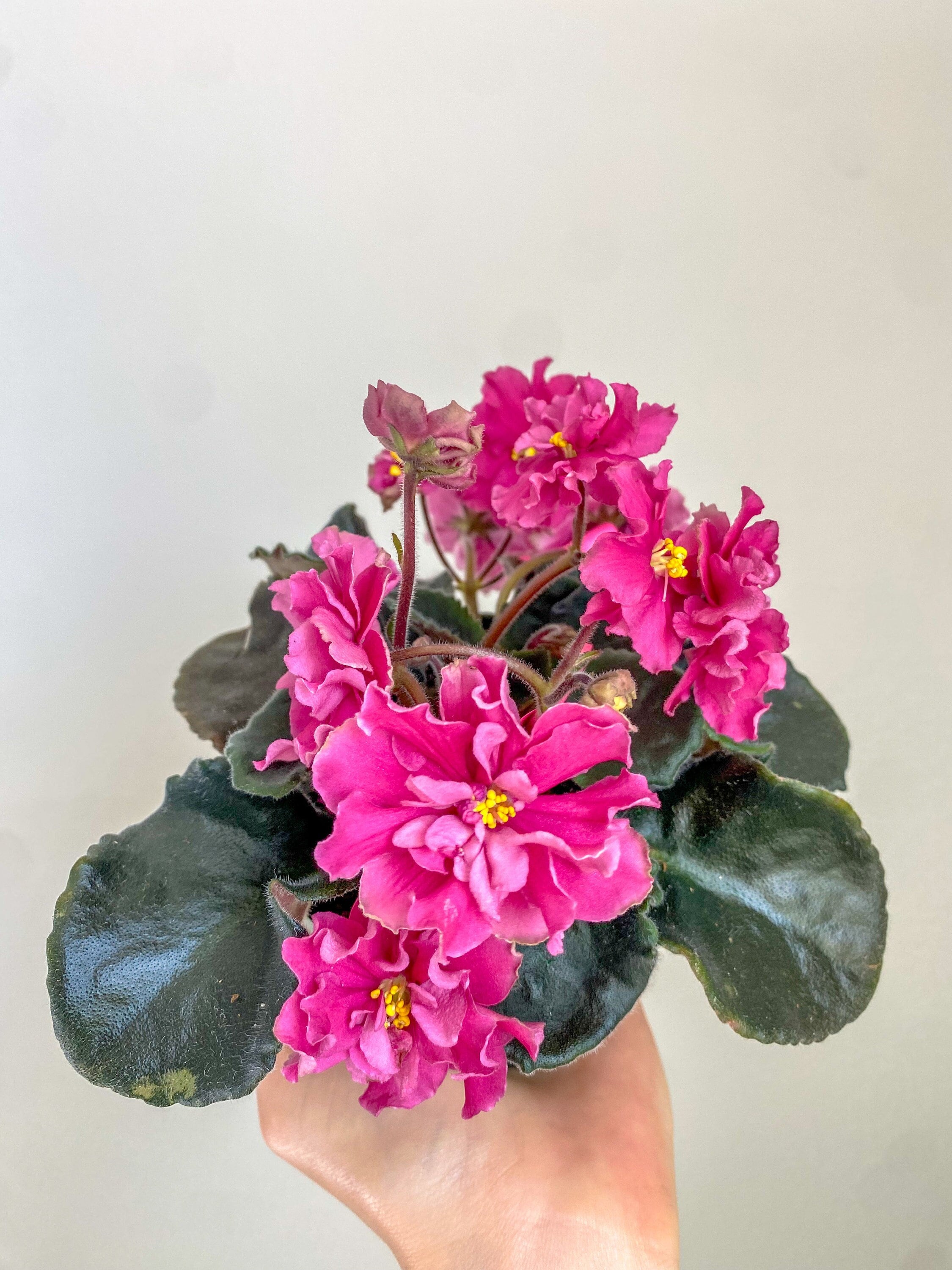 未開封・新品rady フラワーベッド・ダブル３点　ピンクｘブラック Rare Russian African Violet 