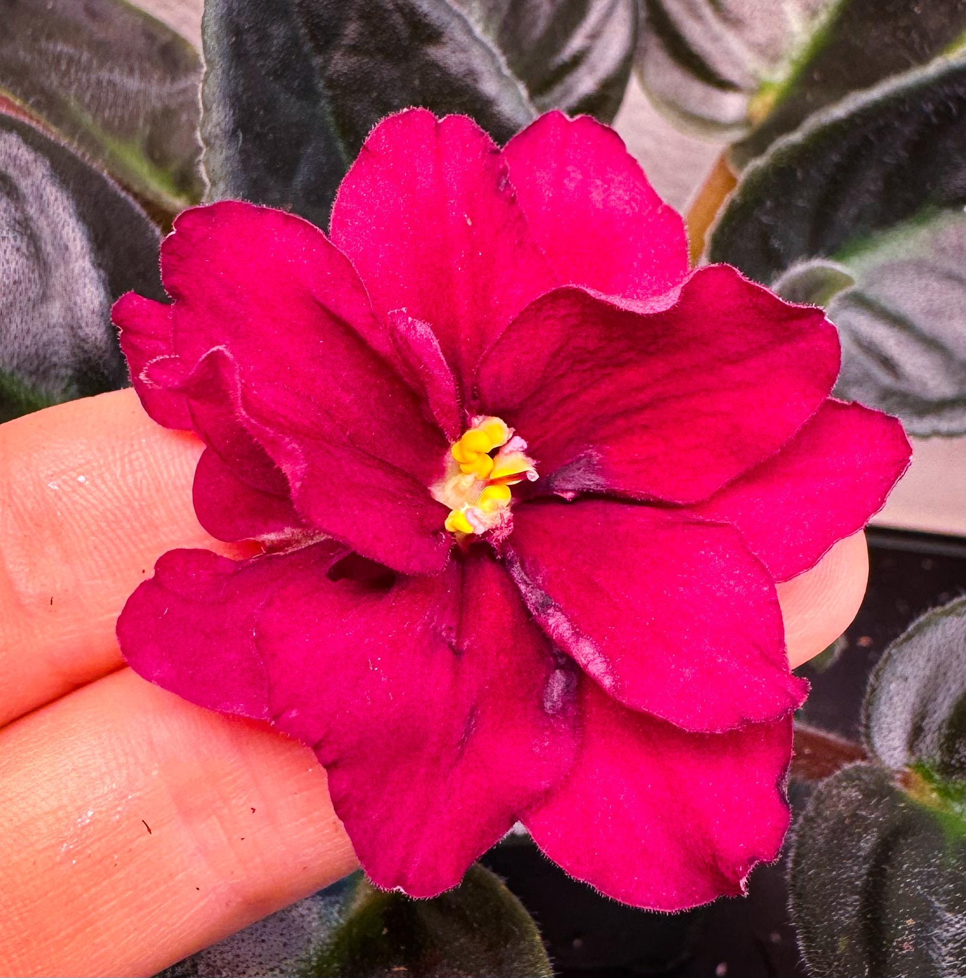 Rare Russian African Violet 'EK Cherry Blizzard' | Red Burgundy
