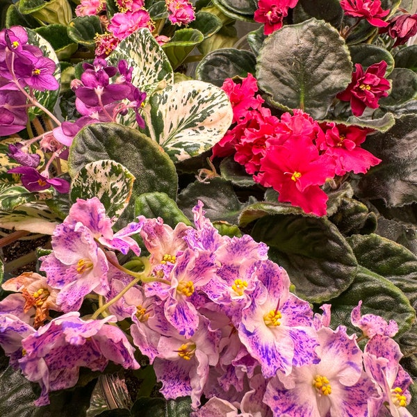 Rare African Violets | 2" Starters, Mini Rare African Violets Starter Packs, Variegated African Violets, Pink Purple Red Flowers, LIVE Plant