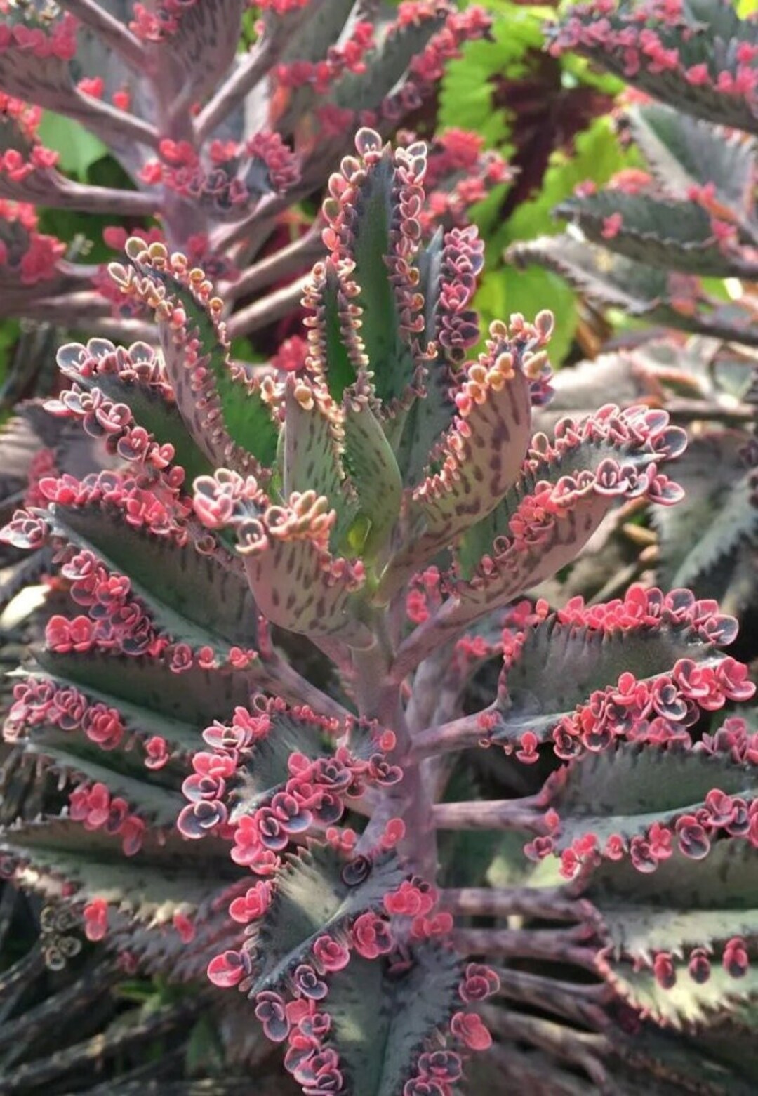 Mother of Millions 51015 Baby Plants, Mother of Thousands, Devil's