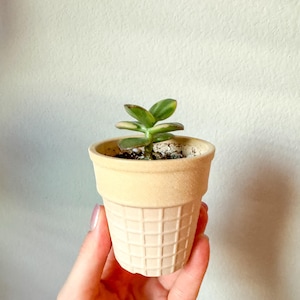 May include: A small succulent plant in a beige, cone-shaped pot. The pot has a waffle-like texture and is filled with soil. The plant has green leaves with yellow edges. The pot is held against a plain white background.