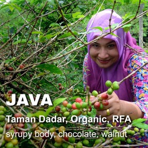 May include: An image of coffee cherries on a branch with the text "JAVA Taman Dadar, Organic, RFA syrupy body, chocolate, walnut". A person wearing a purple headscarf is picking the coffee cherries.