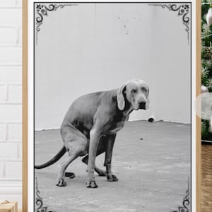 Puede incluir: Impresión enmarcada en blanco y negro que presenta un perro Weimaraner en cuclillas. El perro tiene un pelaje gris y orejas caídas. La impresión tiene un borde negro decorativo con diseños de esquina ornamentados.