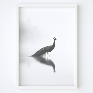 Póster de pavo real, arte mural de pájaro majestuoso, impresionante decoración de pared de pavo real, elegante impresión de pared de silueta, póster de pared sereno, póster brumoso