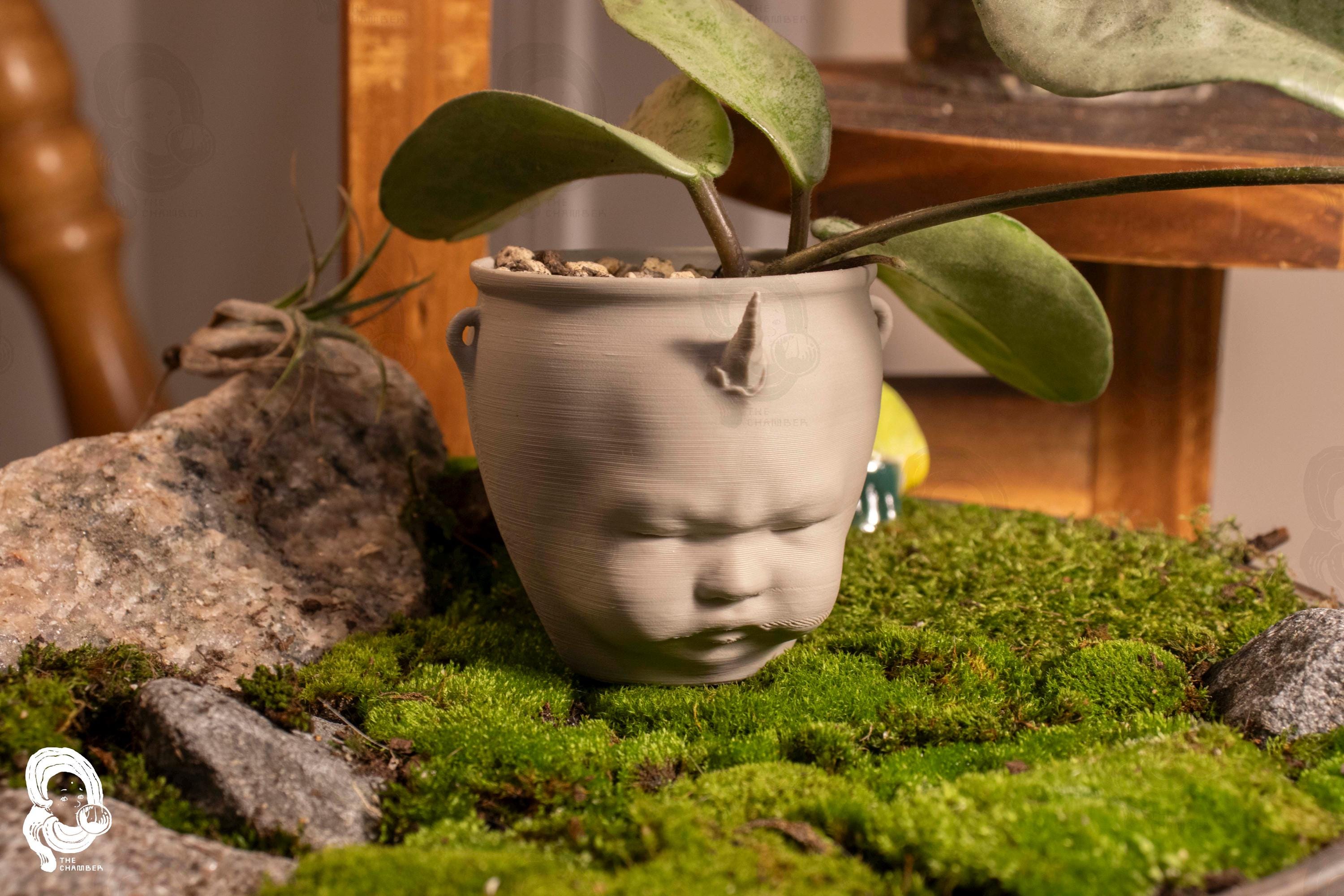 彩音 PSY-ON ORIGINAL CAUDEX POT OP OP Bathed in light, rooted in shadow. #OperculicaryaPachypus