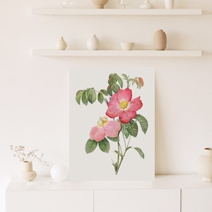 Vintage Botanical Flower Print, Rose Print, Antique Botanical Print, Vintage Flower Print, Pink Rose Poster, Digital Printable Wall Art