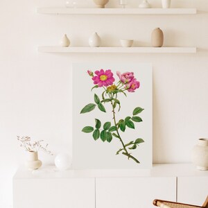 Pink Rose Art, Botanical Print, Printable Floral Art, Vintage Flower Print, Redoute Poster, Digital Download Art, Living Room Decor